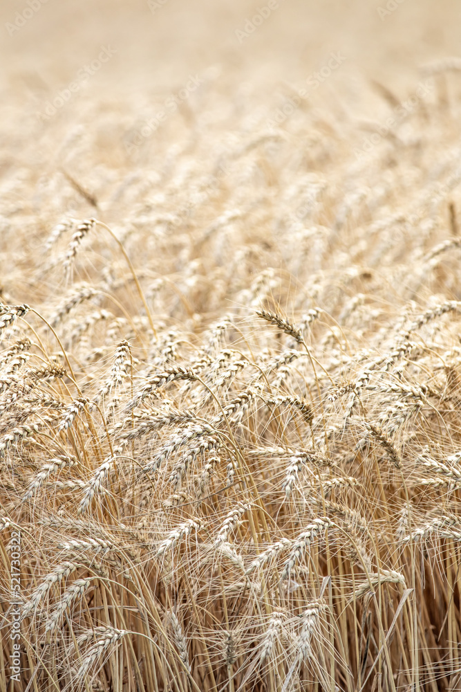 Fototapeta premium Wheat field in breeze