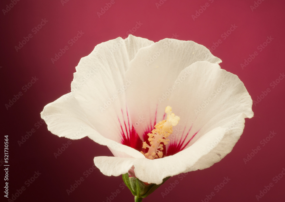 hibiscus syriac flower for background.delicate burgundy white bud of hibiscus syriac macro isolated