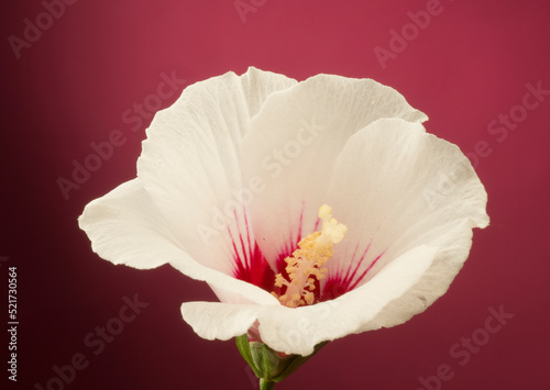 hibiscus syriac flower for background.delicate burgundy white bud of hibiscus syriac macro isolated