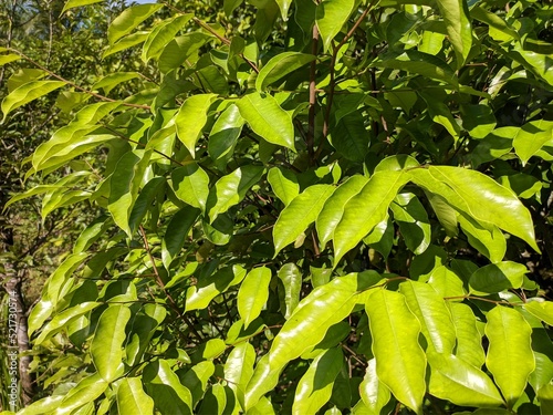 Gaharu Plants (Aquilaria malaccensis) in the morning photo