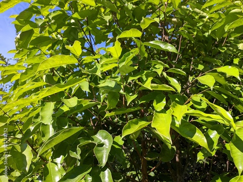 agarwood tree (Aquilaria malaccensis) in the morning photo