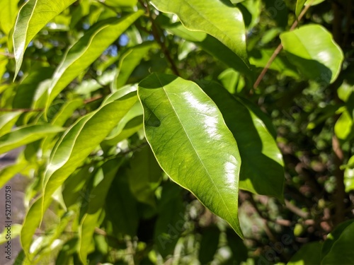 agarwood leaf (Aquilaria malaccensis) in the morning photo