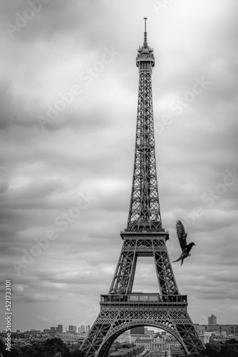 Eiffel tower from Trocadero with pigeon flying, Paris, France