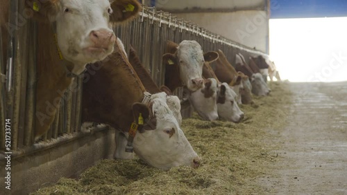 Cow milk farm, cows eating feed.
Cows eating hay and forage in the barn. Dairy farm.
