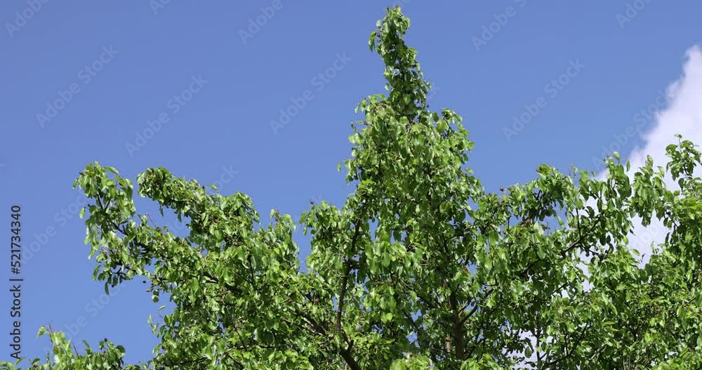 Trees growing in the orchard in the summer, pear tree with green foliage and fruits in the orchard Trees growing in the orchard in the summer, pear tree with green foliage and fruits in the orchard
