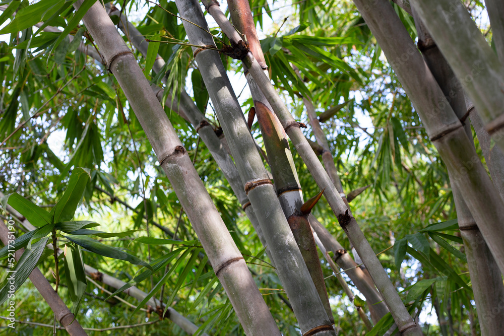 Fototapeta premium Bamboo plant in the garden