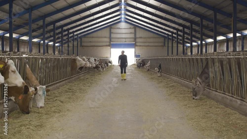 Dairy cow farm. Modern farmer.
The farmer walking around the barn looks after the cows and watches the process.
