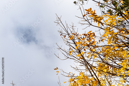 Tree with yellow leaves characteristic of autumn and cloudy sky.