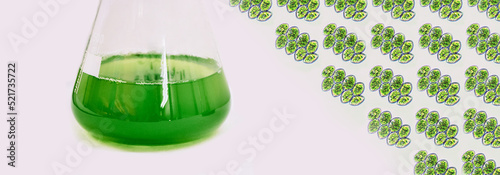Algal research, energy and healthcare treatment biotechnology, photobioreactor in medical science laboratory, algae fuel biofuel industry, coronavirus covid-19 vaccine, sustainable eco living photo