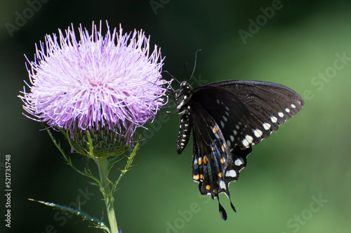 Butterfly 2020-73 / Spicebush Swallowtail (Papilio Troilus)