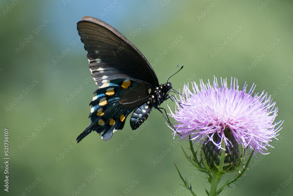 Butterfly 2020-74 / Pipevine swallowtail (Battus philenor) Butterfly 2020-74 / Pipevine swallowtail (Battus philenor)