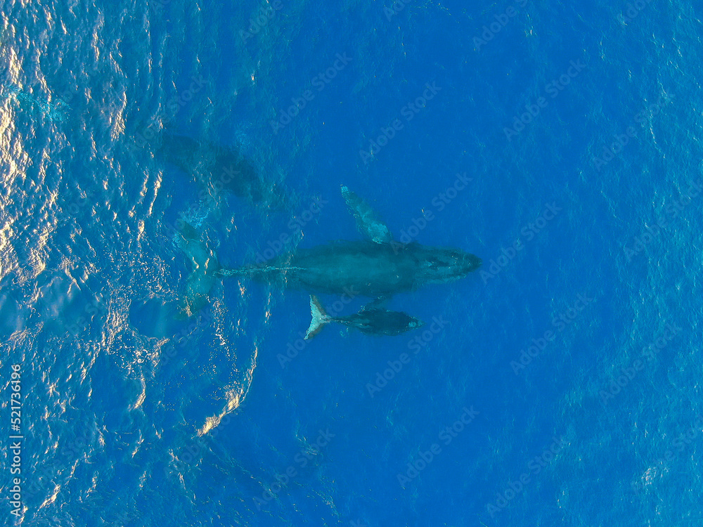 Fototapeta premium Whales, North Shore, Oahu, Hawaii