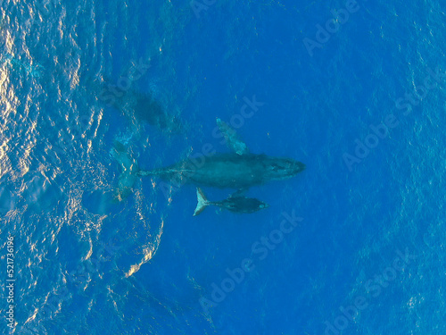 Wallpaper Mural Whales, North Shore, Oahu, Hawaii Torontodigital.ca