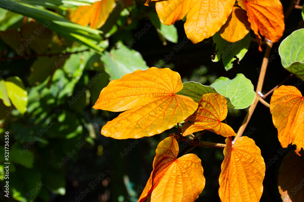 Obraz premium Bauhinia aureifolia or gold leaf bauhinia