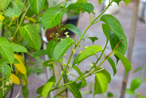 Gurmar medicinal plant, Fresh leaves of herb