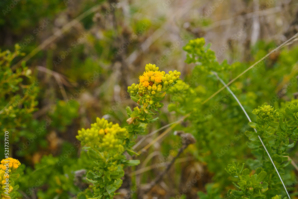 Wild buckwheat flower, or sulphur flower, in bloom on the beach, Eriogonum umbellatum.