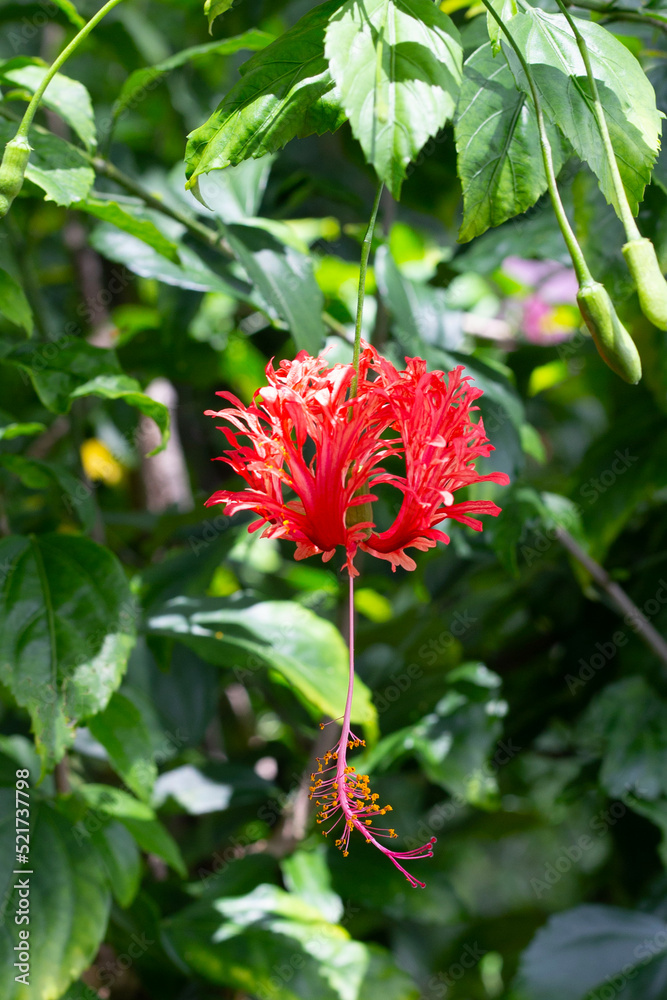 Blossom of Hibiscus schizopetalus flower on tree Blossom of Hibiscus schizopetalus flower on tree
