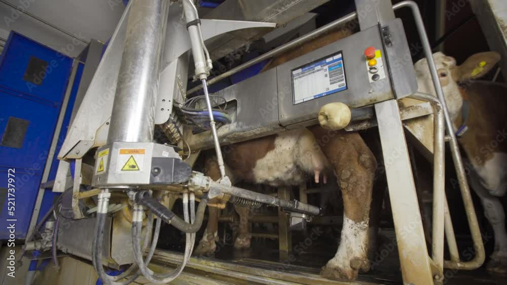 State of the art Automatic milking machine. The automatic milking machine takes the tubes from