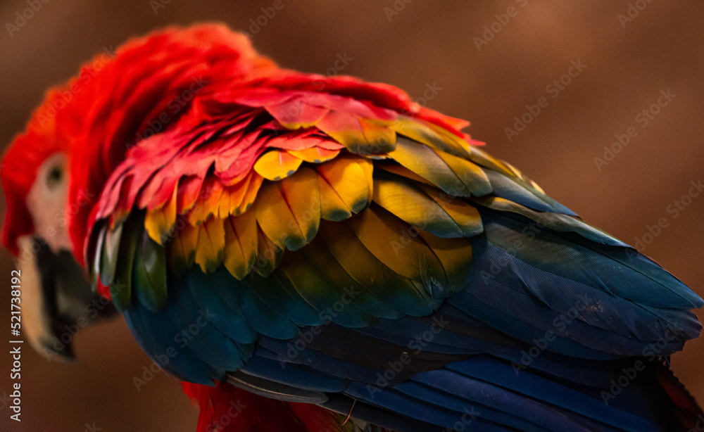 Obraz premium Close up of scarlet macaw colourful feathers in peru tambopata madre de dios