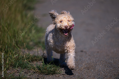 2022-08-06 A SMALL THREE LEGGED DOG RUNNING WITH ITS EARS UP TOUNGE OUT AT THE MARYMOOR OFF LEASH DOG AREA IN REDMOND WASHINGTON
