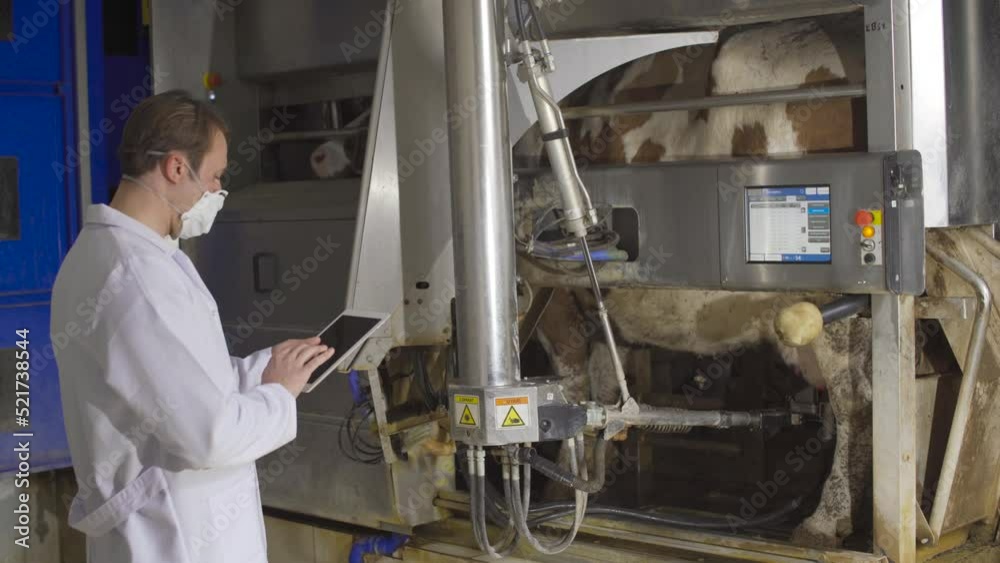 Farmer using automatic milking machine.
The farmer milks the cows through the automatic milking machine. The device automatically finds the cow's udder and milks it.
