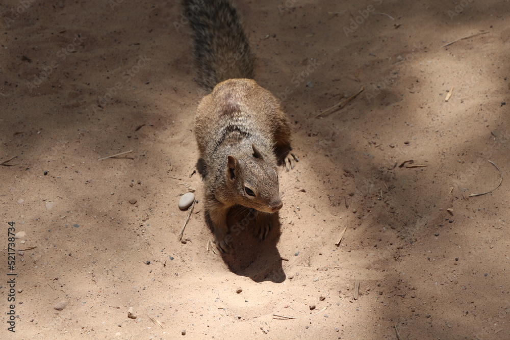 Obraz premium Squirrel on Sand