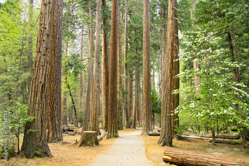 Trail Through Redwoods in Humboldt Redwoods State Park Near San Francisco, California