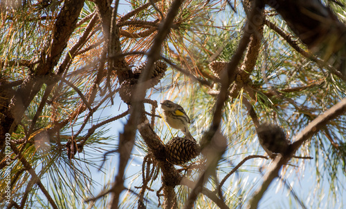 Yellow Rumped Warbler photo