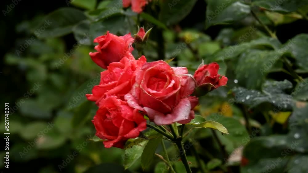 Red spray roses bush with water drops sways in the wind after rain in the garden. Windy rainy weather in summer. Live growing flowers. Natural flower background for design. Red spray roses bush with water drops sways in the wind after rain in the garden. Windy rainy weather in summer. Live growing flowers. Natural flower background for design.