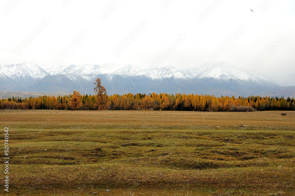 Fototapeta premium Larch forest on the edge of the autumn steppe against the backdrop of high snow-capped mountains with peaks in the clouds.