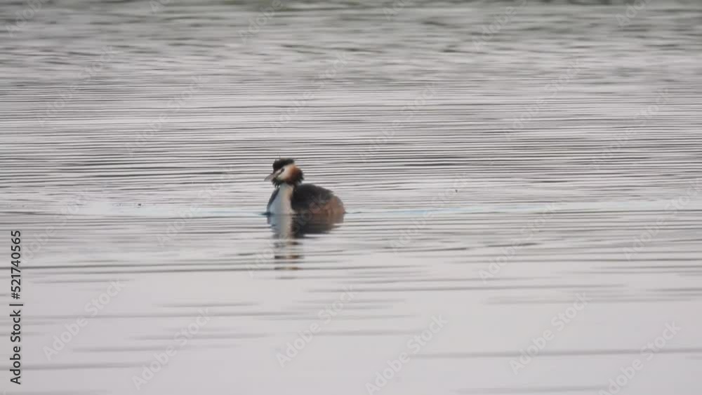 The duck swims in the pond. Wildlife background. Wild birds footage. The duck swims in the pond. Wildlife background. Wild birds footage.