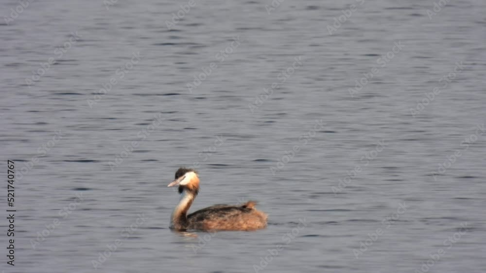 The duck swims in the pond. Wildlife background. Wild birds footage. The duck swims in the pond. Wildlife background. Wild birds footage.