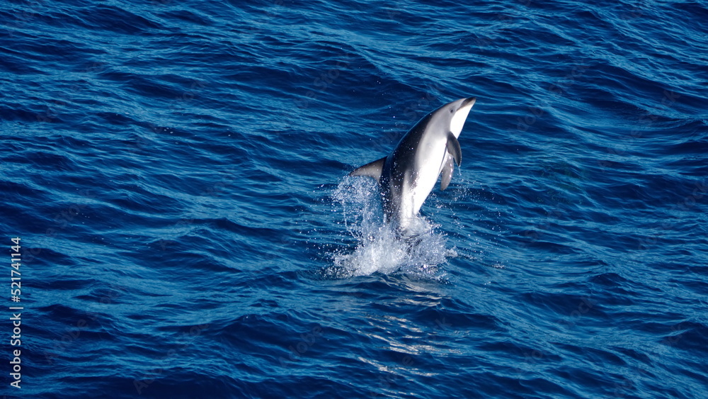 Naklejka premium Dusky dolphin (Lagenorhynchus obscurus) jumping in the Atlantic Ocean, off the coast of Argentina