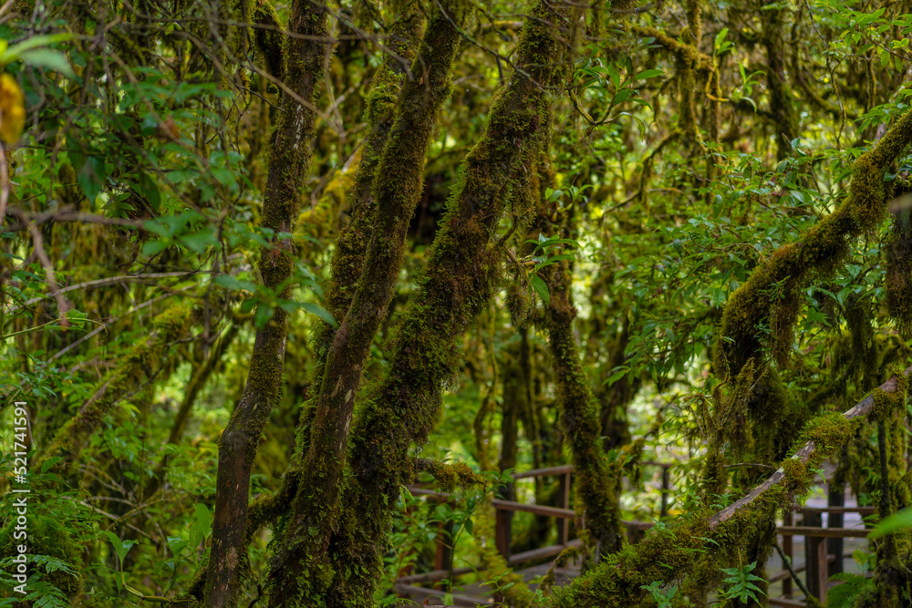 Ang Ka Luang Nature Trail is an educational ecosystem nature trail inside a rainforest on Doi Inthanon National Park in Chiang Mai, Thailand. Ang Ka Luang Nature Trail is an educational ecosystem nature trail inside a rainforest on Doi Inthanon National Park in Chiang Mai, Thailand.