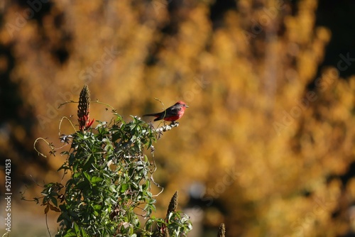 Pyrocephalus rubinus  photo
