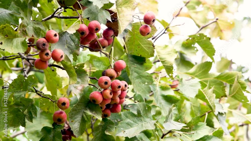Mature hawthorn fruit, hawthorn is China's fruit and Chinese medicinal materials both tree species, with lowering blood fat, blood pressure, spleen and appetizing effect. Mature hawthorn fruit, hawthorn is China's fruit and Chinese medicinal materials both tree species, with lowering blood fat, blood pressure, spleen and appetizing effect.
