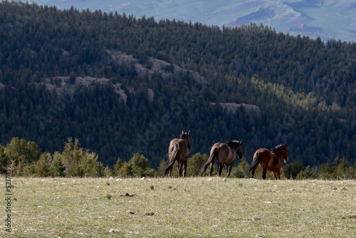 Wild horses in the western United States