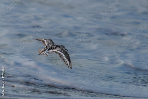 Sanderling Sandpiper or semipalmated sandpiper  flying along the beach over the waves © Brad
