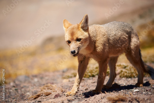 Close encounter with the culpeo (Lycalopex culpaeus) or Andean fox looking into the lens, in its typical territory of the altiplanic landscape in the Siloli desert in the Chilean Andean Fauna Nation photo