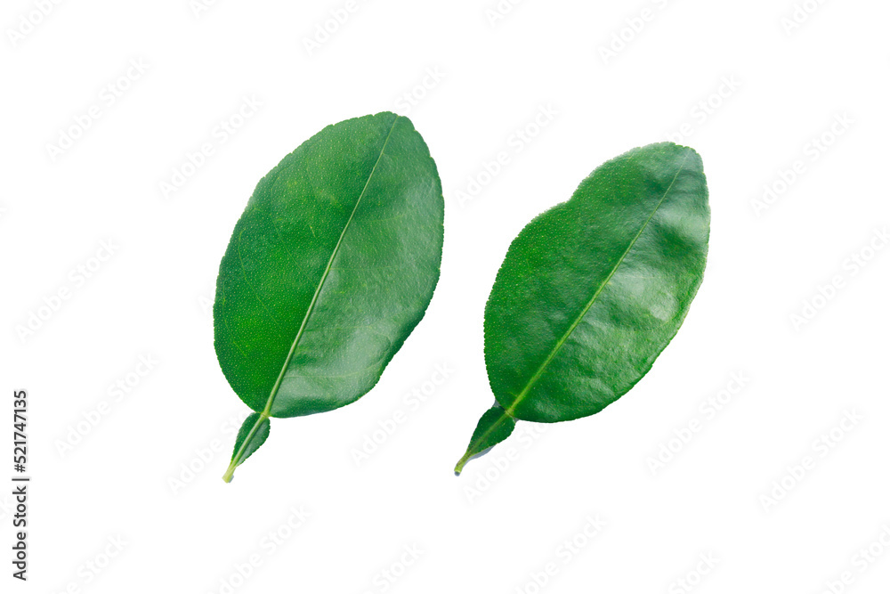 green leaf lime isolated on white background