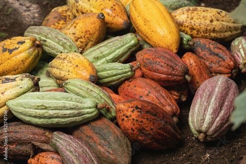Green and yellow ripe cacao pods