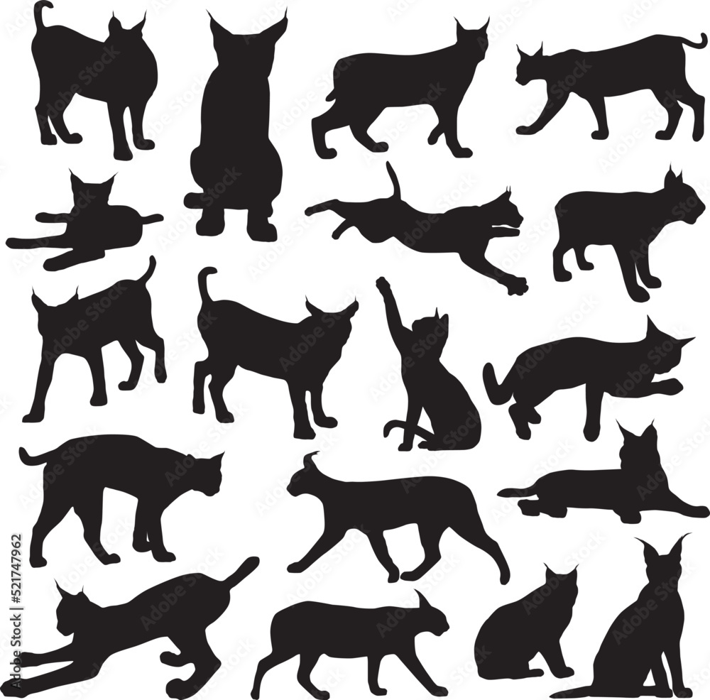 Obraz premium Lynx cat silhouettes