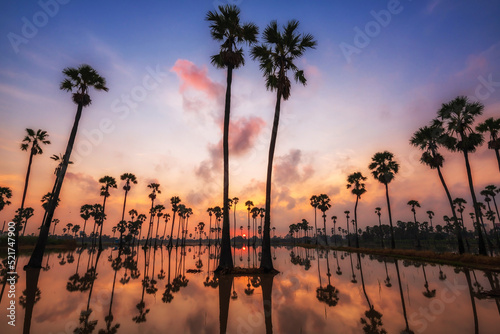 sugar palm farm at sunrise and skyline reflection on pond