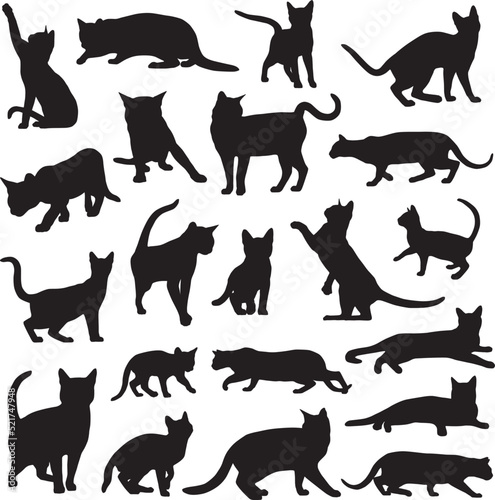 Fototapeta Naklejka Na Ścianę i Meble -  Bengal cat silhouettes