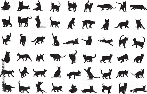Fototapeta Naklejka Na Ścianę i Meble -  Cats silhouettes