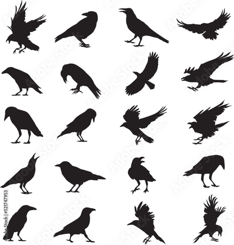 crow, raven silhouette photo