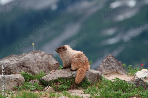 Marmot on Mt Rainer