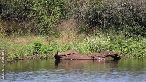 Crocodile enjoying the sun in a tree on the banks of a river in the African savannah of South Africa's Kruger National Park while waiting for prey to approach or enter the water to attack.