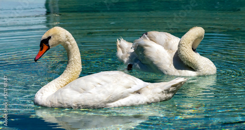 Two swans on the lake.