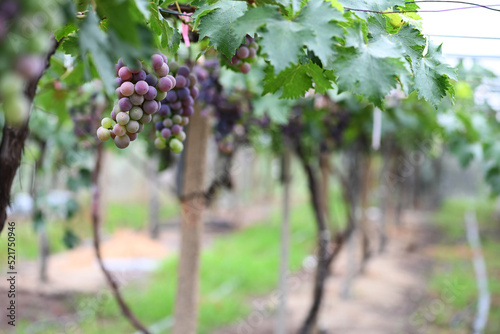grapes in vineyard